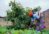 Rubavu looks to fruit trees to boost nutrition Rubavu looks to fruit trees to boost nutrition