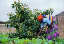 Rubavu looks to fruit trees to boost nutrition Rubavu looks to fruit trees to boost nutrition