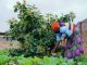 Rubavu looks to fruit trees to boost nutrition Rubavu looks to fruit trees to boost nutrition