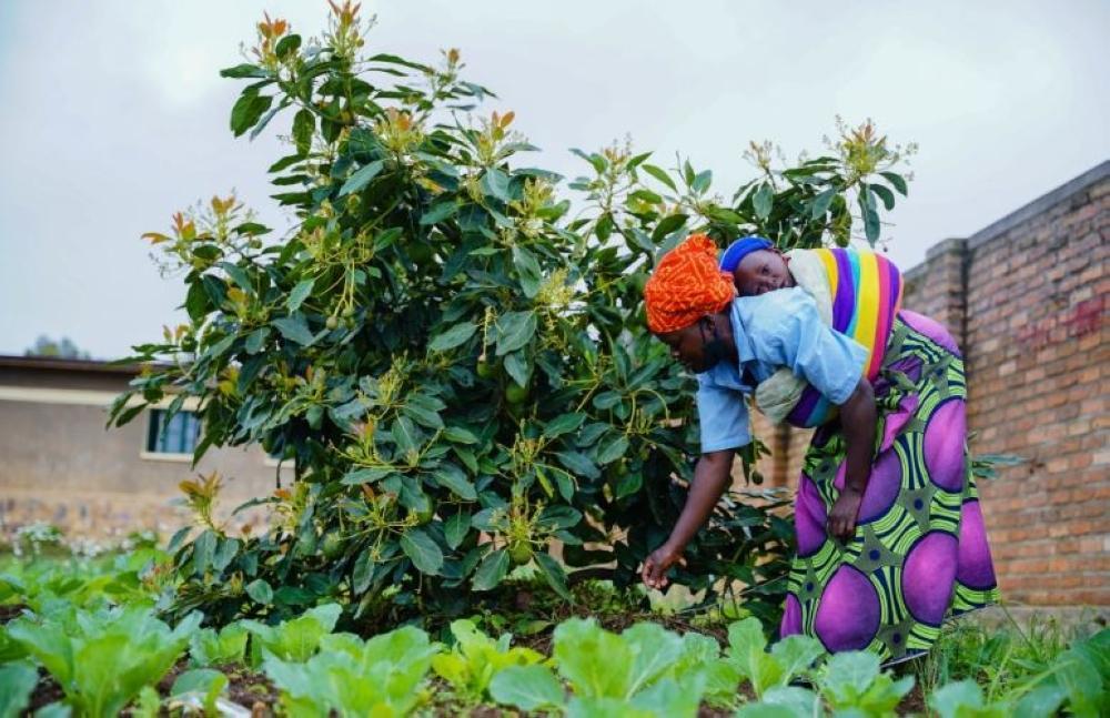 Rubavu looks to fruit trees to boost nutrition Rubavu looks to fruit trees to boost nutrition