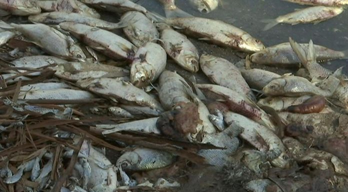 Quarter of World’s Freshwater Fish Face Extinction Risk Quarter of World's Freshwater Fish Face Extinction Risk