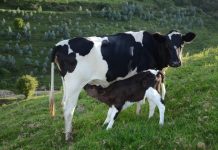 Foot-and-mouth quarantine lifted in Rubavu Foot-and-mouth quarantine lifted in Rubavu