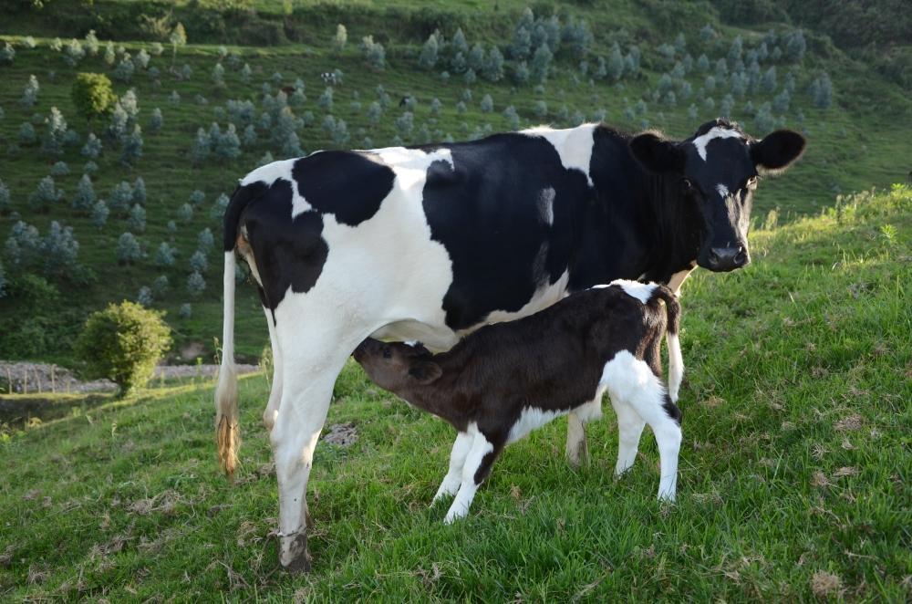 Foot-and-mouth quarantine lifted in Rubavu Foot-and-mouth quarantine lifted in Rubavu