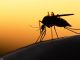 Malaria vaccine prices cut to expand coverage Malaria vaccine prices cut to expand coverage