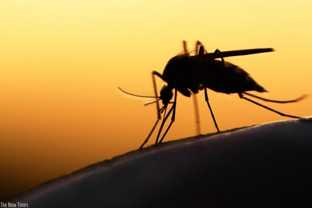 Malaria vaccine prices cut to expand coverage Malaria vaccine prices cut to expand coverage
