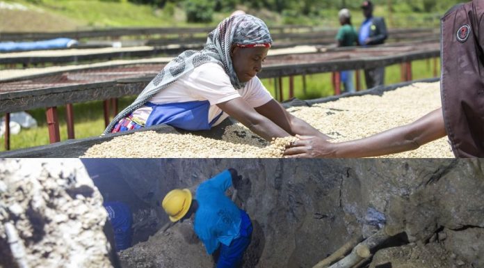 Coffee, minerals boost exports in Q3 2025 Coffee, minerals boost exports in Q3 2025