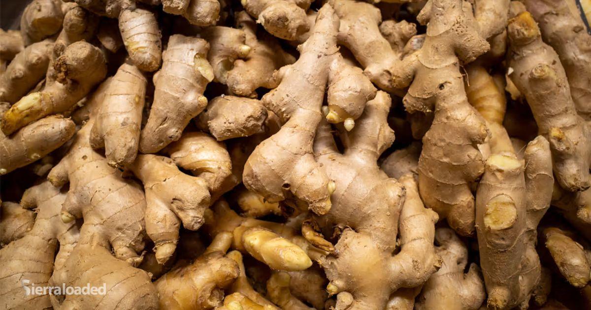 Effects of Daily Ginger Consumption on Your Body Effects of Daily Ginger Consumption on Your Body