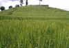 OCP Africa Revives Nyamagabe Wheat Factory Talks OCP Africa Revives Nyamagabe Wheat Factory Talks