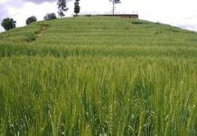 OCP Africa Revives Nyamagabe Wheat Factory Talks OCP Africa Revives Nyamagabe Wheat Factory Talks