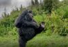 Rwanda’s Dancing Gorilla Photo Wins Global Award Rwanda's Dancing Gorilla Photo Wins Global Award