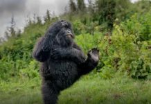 Rwanda’s Dancing Gorilla Photo Wins Global Award Rwanda's Dancing Gorilla Photo Wins Global Award