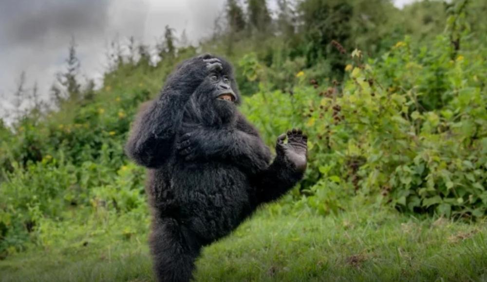 Rwanda's Dancing Gorilla Photo Wins Global Award Rwanda's Dancing Gorilla Photo Wins Global Award