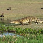 Lessons on Wildlife Conservation from Akagera National Park Lessons on Wildlife Conservation from Akagera National Park