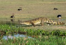 Lessons on Wildlife Conservation from Akagera National Park Lessons on Wildlife Conservation from Akagera National Park