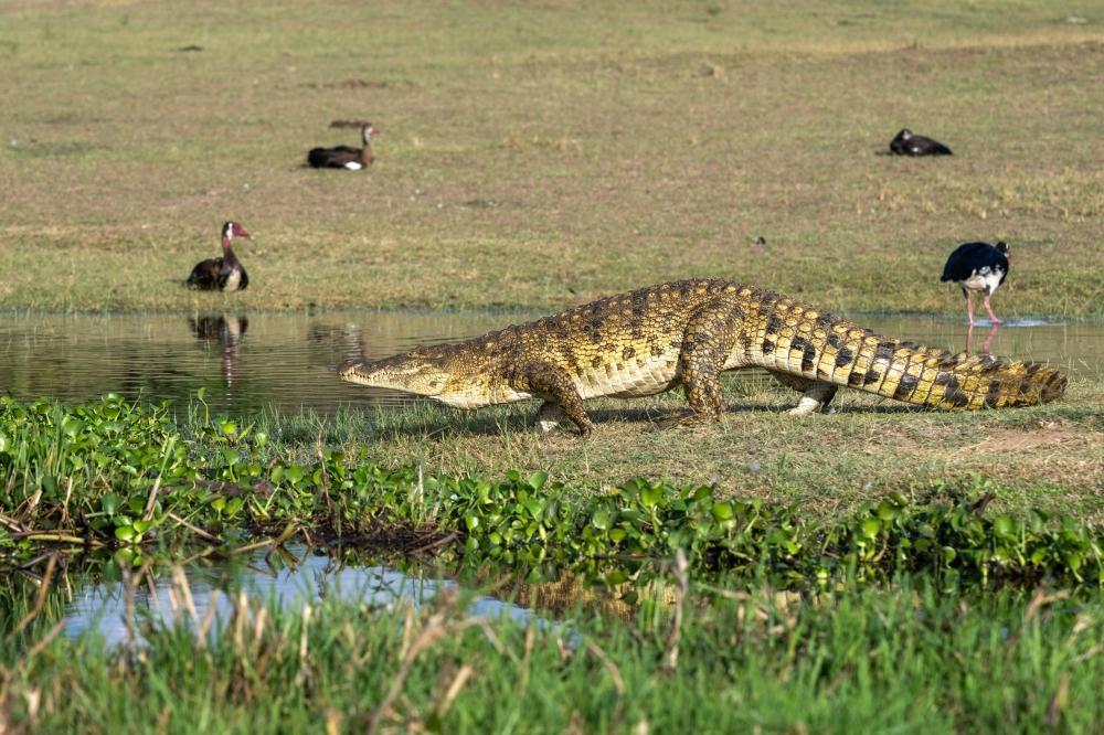 Lessons On Wildlife Conservation From Akagera National Park Rwanda