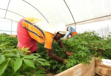 New biotech hub to drive disease-resistant crops New biotech hub to drive disease-resistant crops