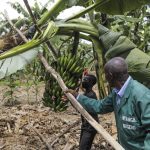 Empowering Farmers Drives Rwanda’s Agribusiness Empowering Farmers Drives Rwanda's Agribusiness