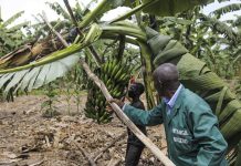 Empowering Farmers Drives Rwanda’s Agribusiness Empowering Farmers Drives Rwanda's Agribusiness
