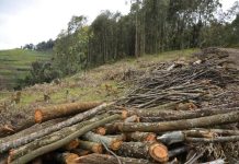 Pressure Mounts Ahead of EU Deforestation Regulation Pressure Mounts Ahead of EU Deforestation Regulation