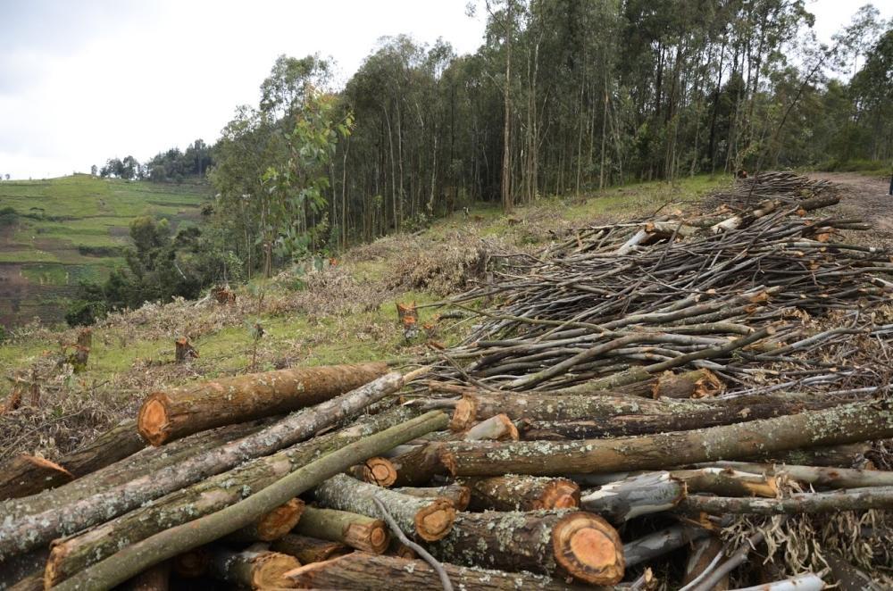 Pressure Mounts Ahead of EU Deforestation Regulation Pressure Mounts Ahead of EU Deforestation Regulation