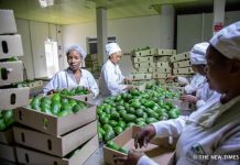 Farmers, exporters cash in on rising avocado industry Farmers, exporters cash in on rising avocado industry