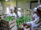 Farmers, exporters cash in on rising avocado industry Farmers, exporters cash in on rising avocado industry