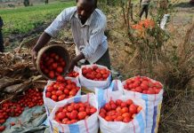 Cutting Post-Harvest Losses Key to Rwanda’s Food Security Cutting Post-Harvest Losses Key to Rwanda’s Food Security