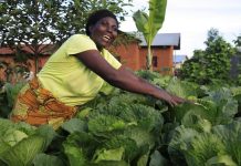 Farmers pick climate-smart seeds that double yields Farmers pick climate-smart seeds that double yields