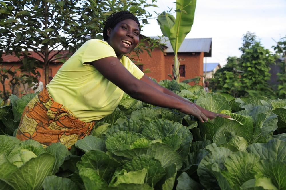 Farmers pick climate-smart seeds that double yields Farmers pick climate-smart seeds that double yields
