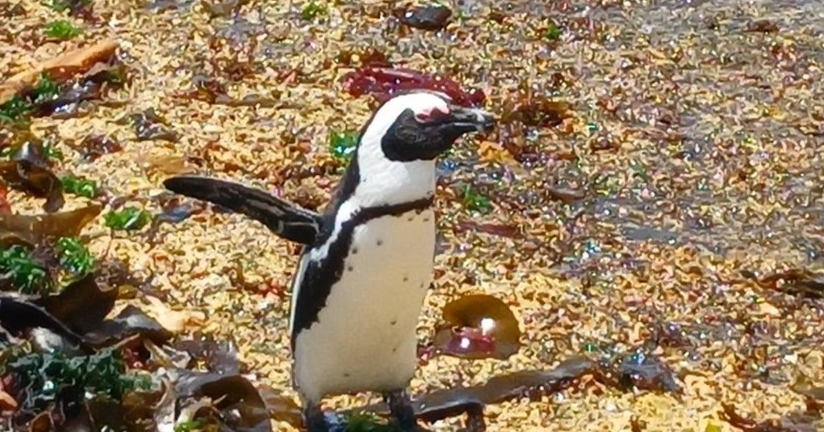 Waddle for a Cause to Save Endangered Penguins Waddle for a Cause to Save Endangered Penguins