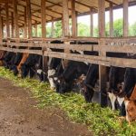 How improved fodder is boosting milk production How improved fodder is boosting milk production