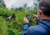 Promotional rates for gorilla trekking extended Promotional rates for gorilla trekking extended
