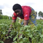 More districts turn to potatoes as yields rise More districts turn to potatoes as yields rise