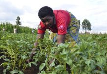 More districts turn to potatoes as yields rise More districts turn to potatoes as yields rise