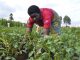 More districts turn to potatoes as yields rise More districts turn to potatoes as yields rise
