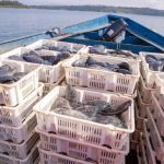 Rwanda records steady rise in fish production Rwanda records steady rise in fish production