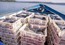 Rwanda records steady rise in fish production Rwanda records steady rise in fish production