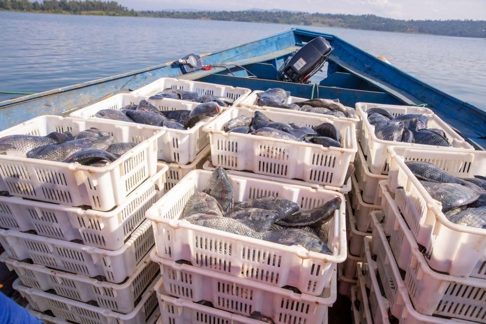 Rwanda records steady rise in fish production Rwanda records steady rise in fish production