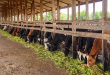 How improved fodder is boosting milk production How improved fodder is boosting milk production