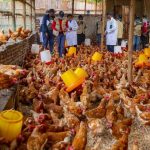 Strengthening Poultry Safety Through Umushyikirano 2026 Strengthening Poultry Safety Through Umushyikirano 2026