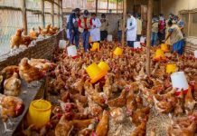 Strengthening Poultry Safety Through Umushyikirano 2026 Strengthening Poultry Safety Through Umushyikirano 2026