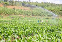 Govt eyes major irrigation push to boost food security Govt eyes major irrigation push to boost food security