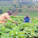 New Law to Professionalize Farming Sector in Rwanda New Law to Professionalize Farming Sector in Rwanda