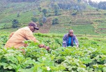 New Law to Professionalize Farming Sector in Rwanda New Law to Professionalize Farming Sector in Rwanda