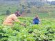 New Law to Professionalize Farming Sector in Rwanda New Law to Professionalize Farming Sector in Rwanda