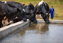 What to know about new bill on animal welfare, fisheries What to know about new bill on animal welfare, fisheries