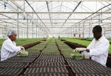 Potato farmers pin hopes on biotech varieties Potato farmers pin hopes on biotech varieties