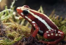 Dart Frog Toxin Allegedly Used to Poison Navalny Dart Frog Toxin Allegedly Used to Poison Navalny