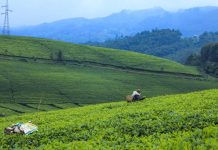 Govt Aims to Utilize Over 120,000 Hectares of Idle Land Govt Aims to Utilize Over 120,000 Hectares of Idle Land