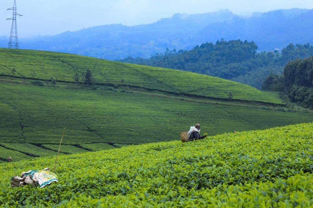 Govt Aims to Utilize Over 120,000 Hectares of Idle Land Govt Aims to Utilize Over 120,000 Hectares of Idle Land